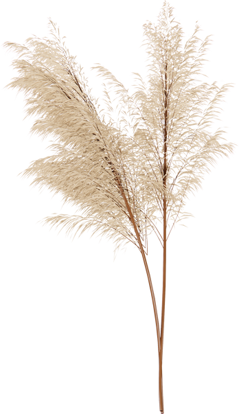 Pampa grass cutout